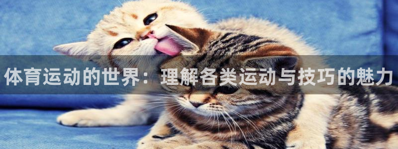 vsport体育官方正版app娱乐首页网站大全